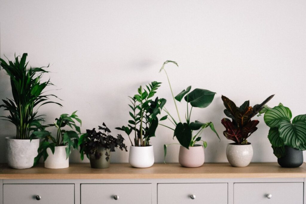 Top Houseplants For Every Home